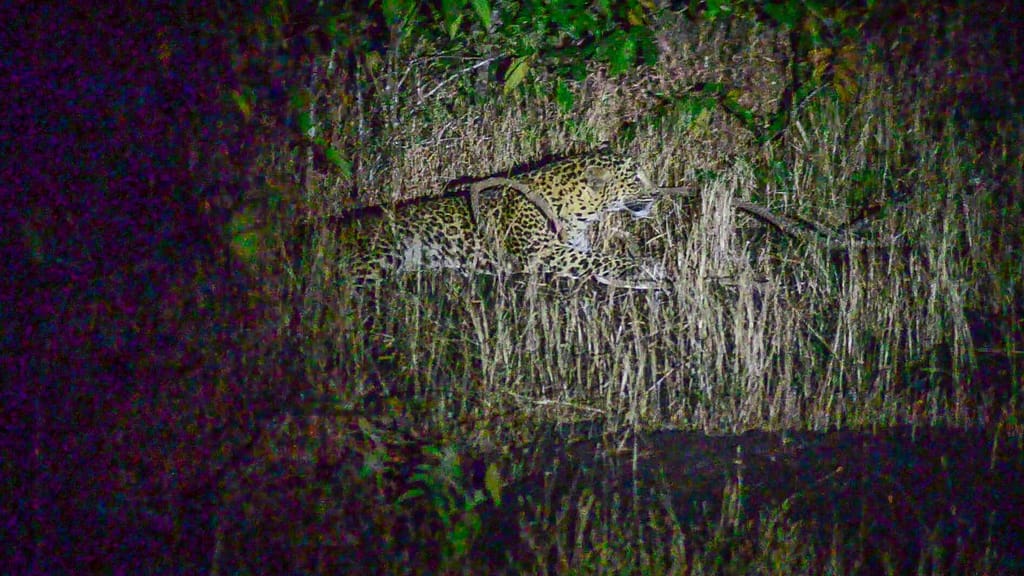 Leopard_night safari_goa_BhagwanMahavirwildlifesanctuary