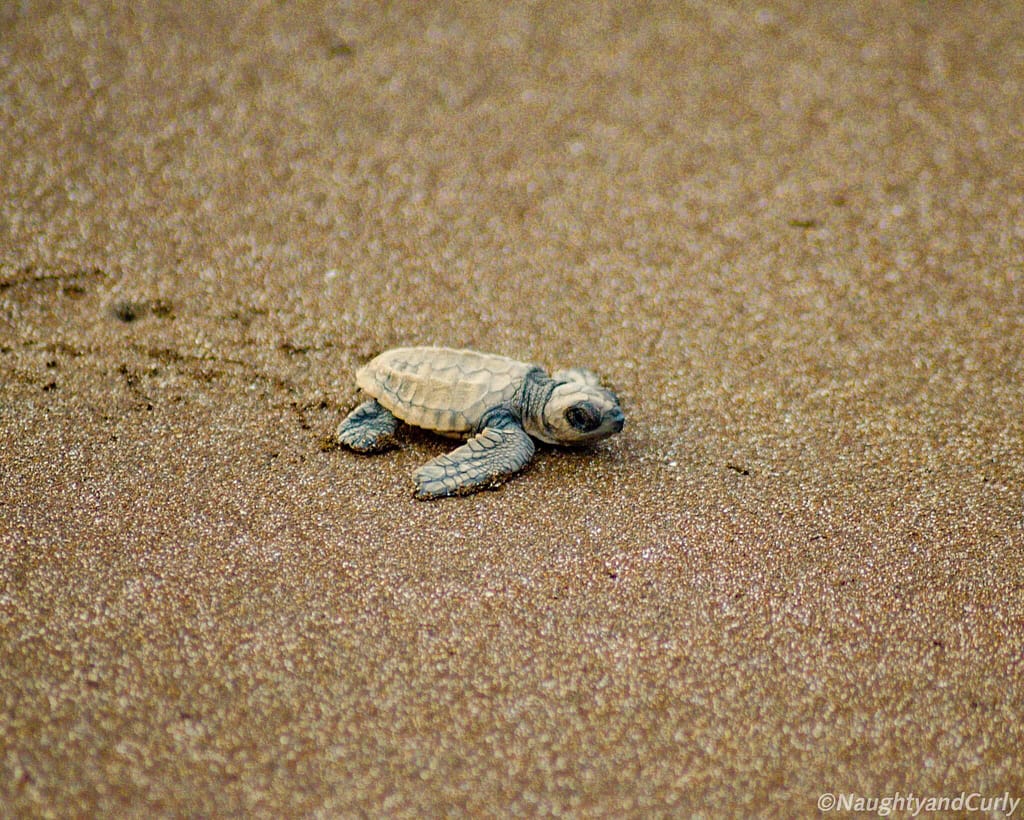 Olive Ridley Turtles at Velas