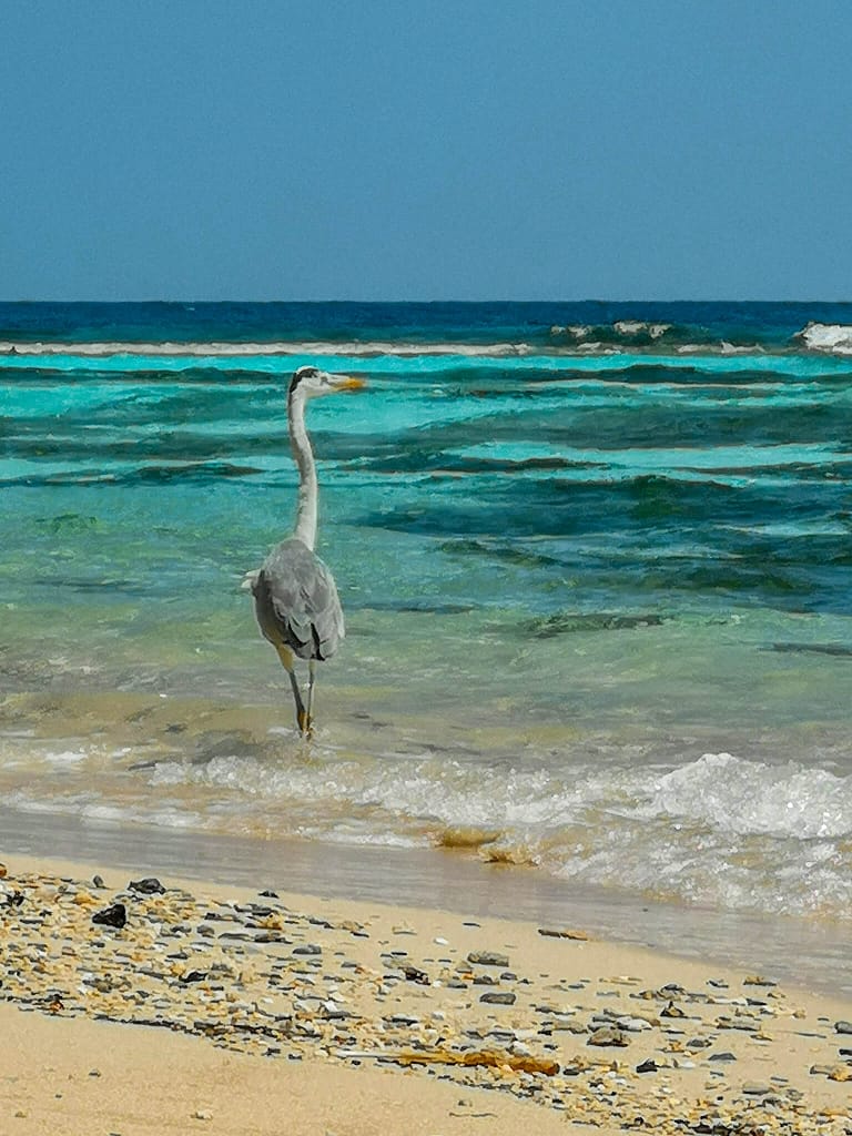 maldivianheron_birds_maldives