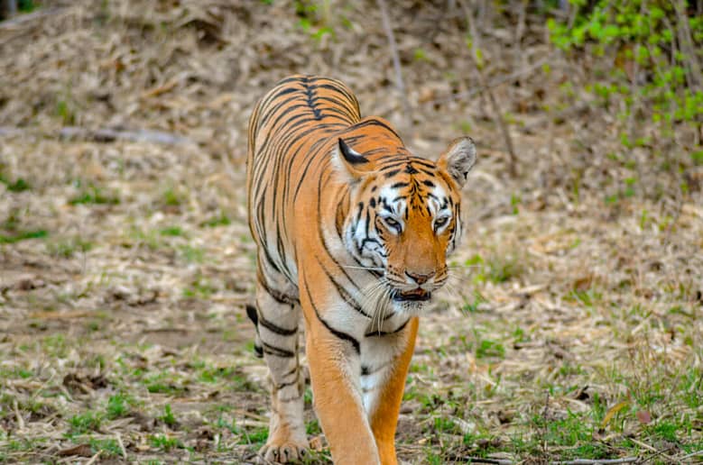 Tadoba_Tiger_Maya-1