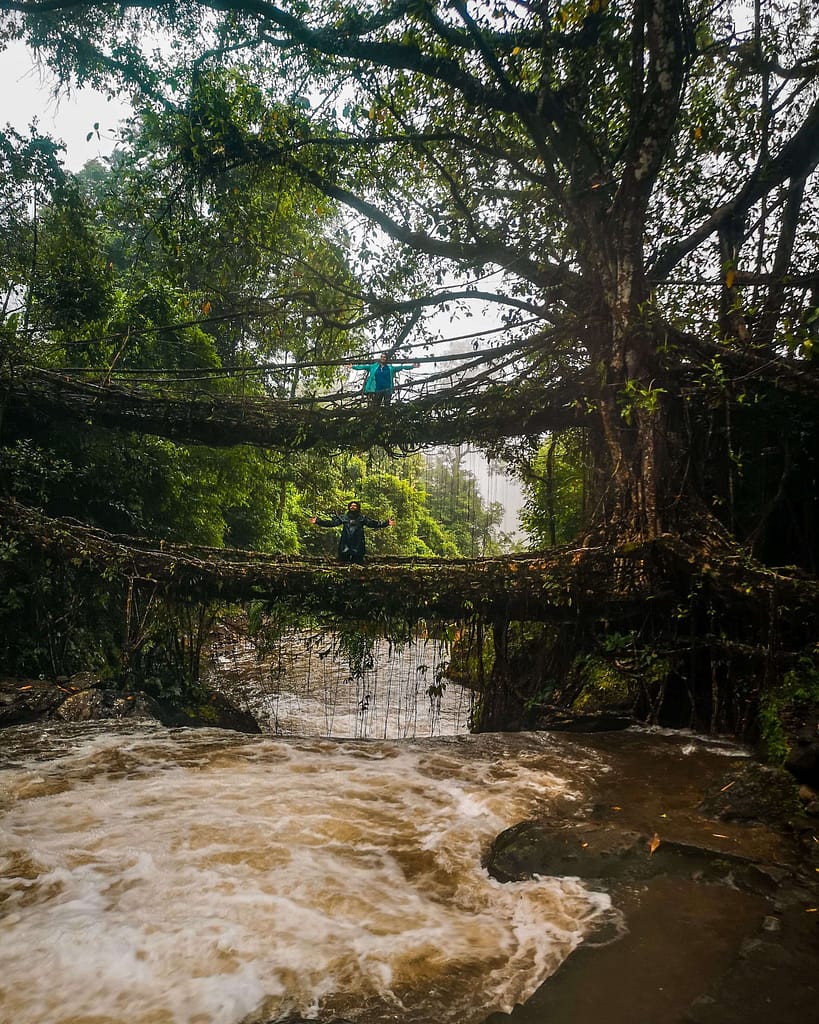 Double Decker Living Root bridge_Meghalaya